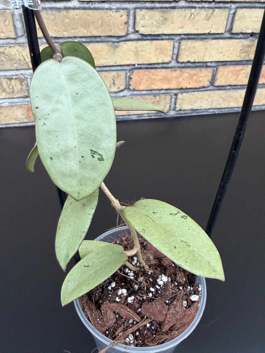 Hoya silver dollar