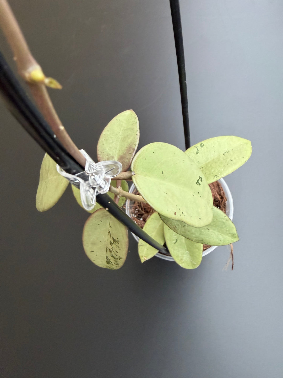 Hoya silver dollar