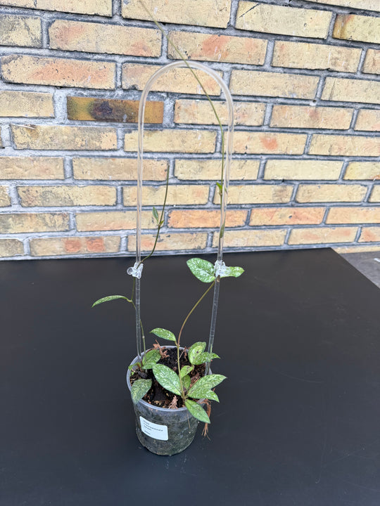 Hoya cassipeteolata splash