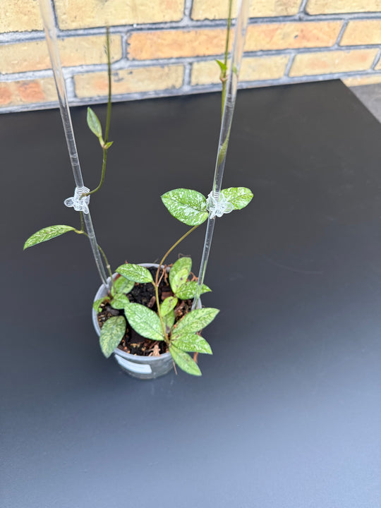 Hoya cassipeteolata splash