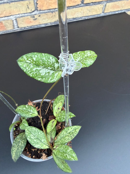 Hoya cassipeteolata splash
