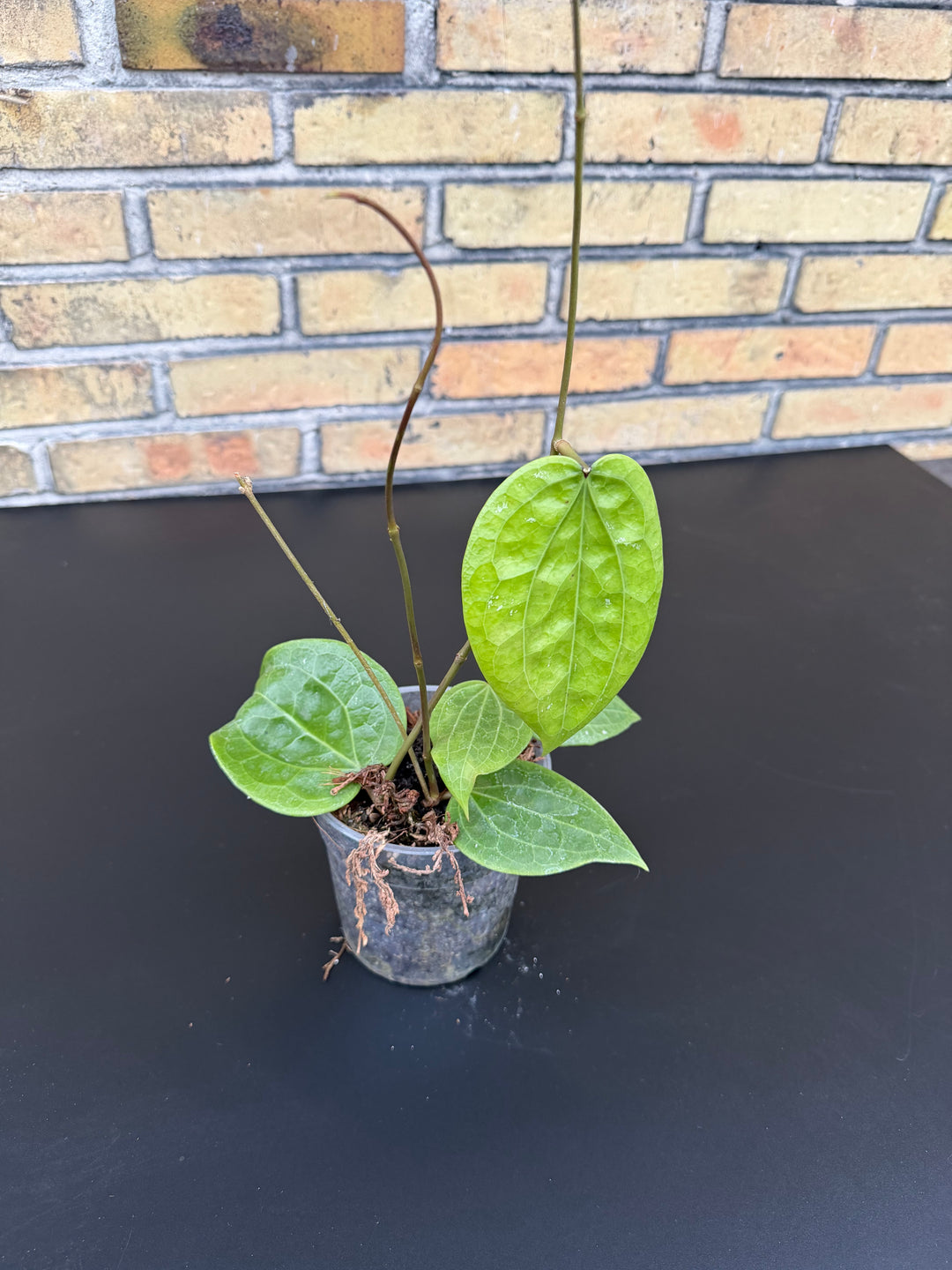 Hoya Polystachya