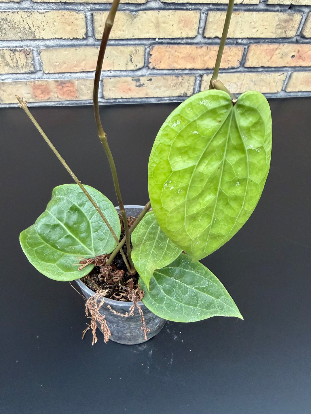 Hoya Polystachya