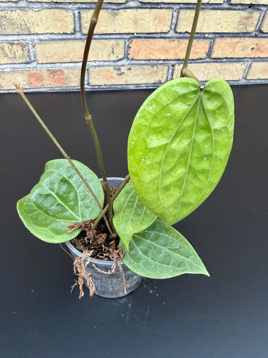 Hoya Polystachya