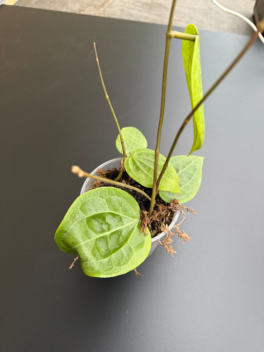 Hoya Polystachya