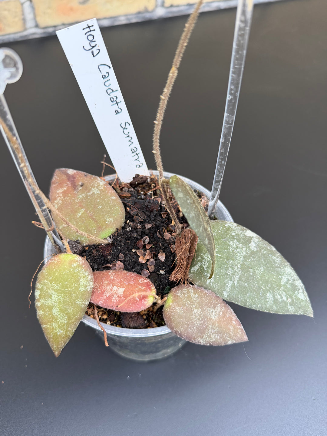 Hoya Caudata Sumatra