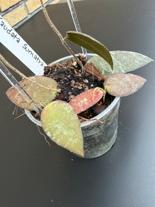 Hoya Caudata Sumatra