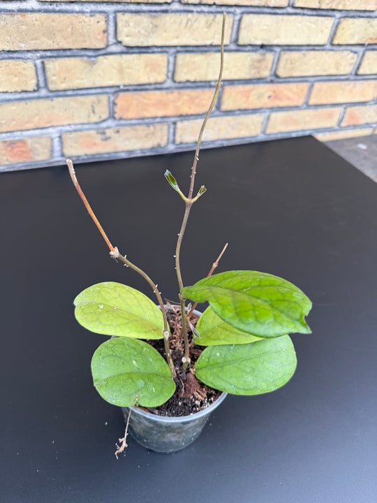 Hoya viola