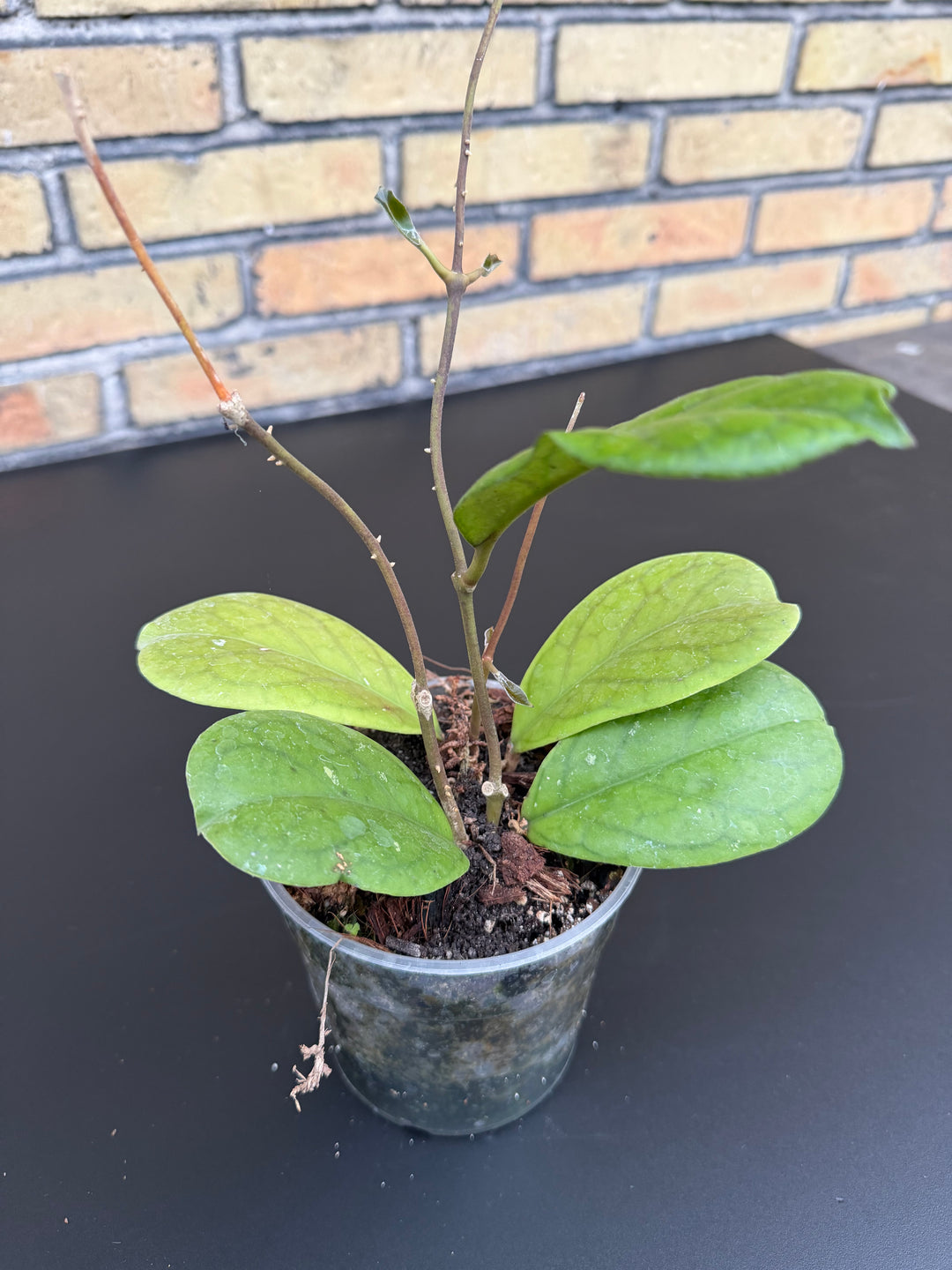 Hoya viola