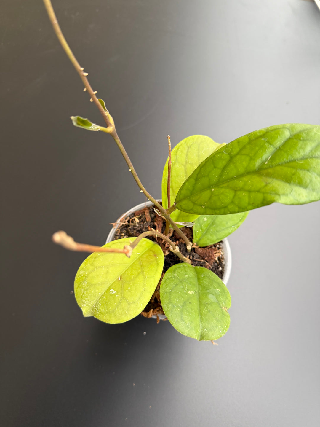 Hoya Michèle