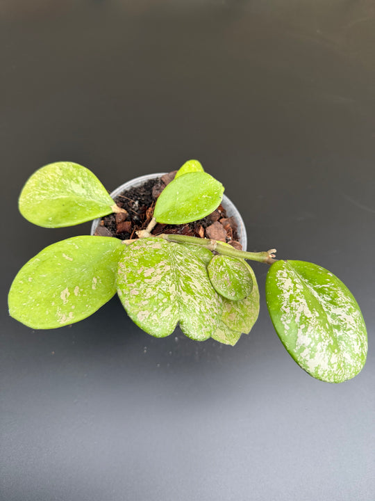 Hoya obovata Splash