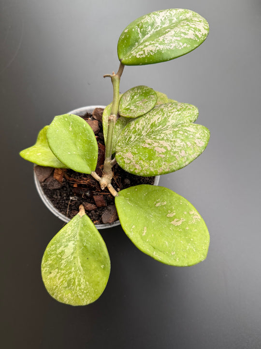 Hoya obovata Splash