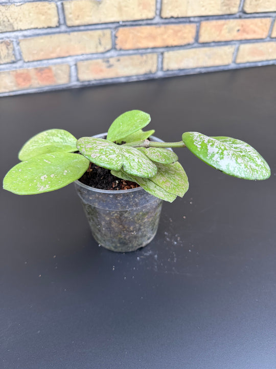 Hoya obovata Splash