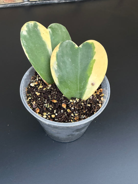 Hoya lacunosa Asami