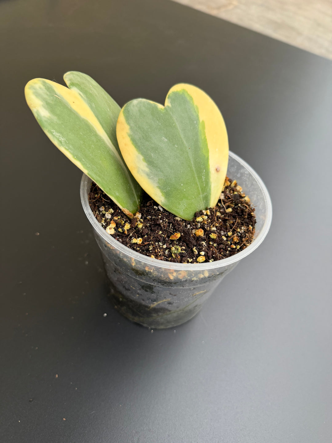 Hoya lacunosa Asami
