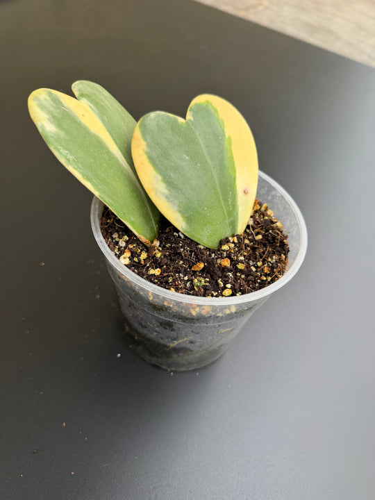 Hoya lacunosa Asami