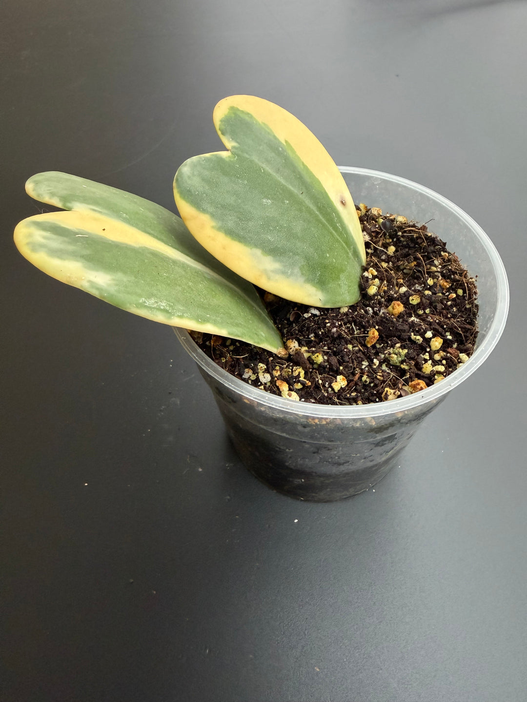 Hoya lacunosa Asami