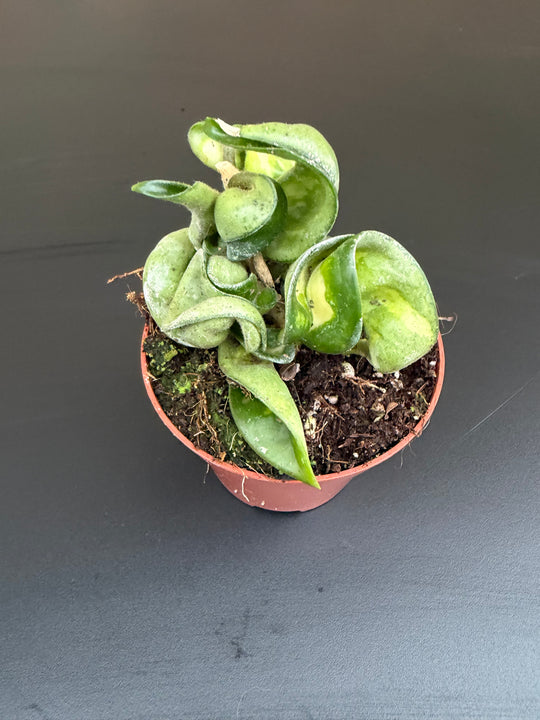 Hoya compacta mauna loa