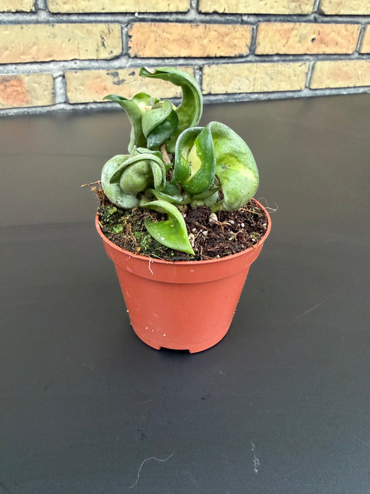 Hoya compacta mauna loa