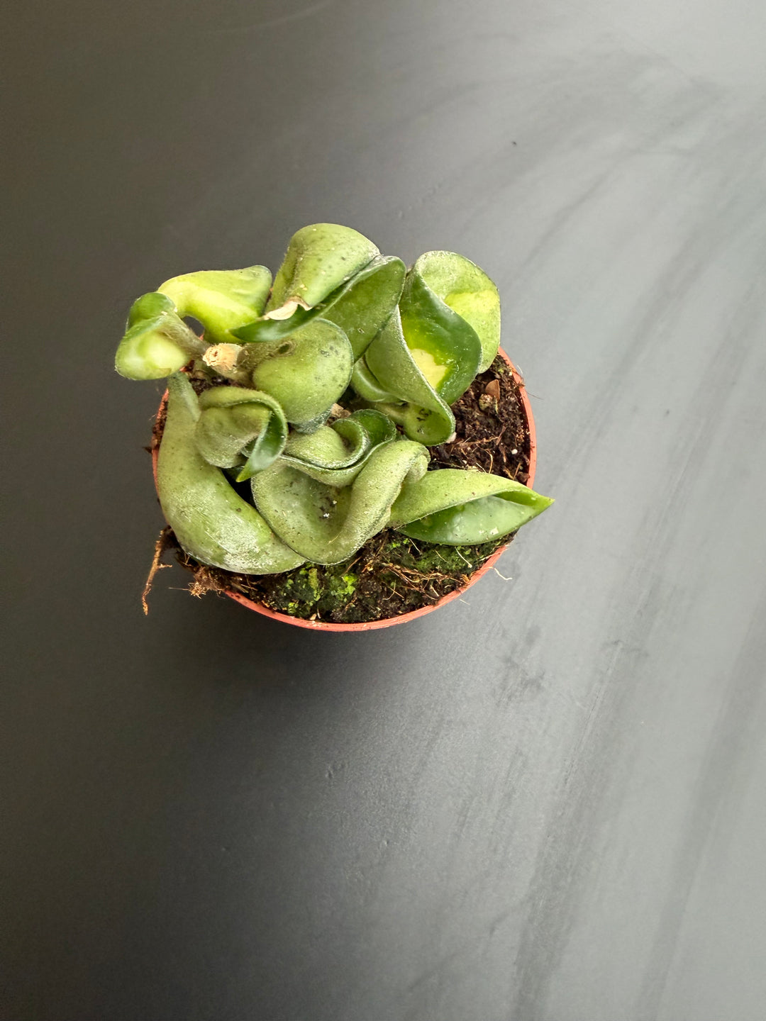 Hoya compacta mauna loa
