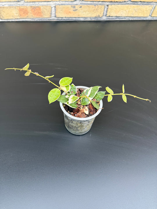 Hoya lacunosa Asami