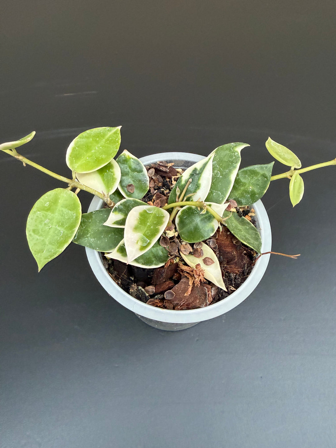 Hoya lacunosa Asami