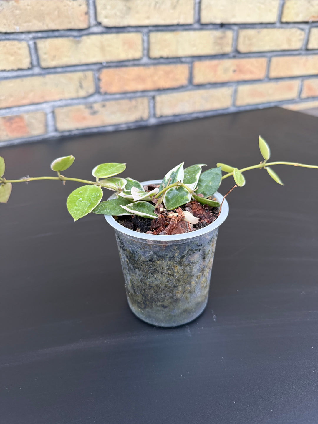 Hoya lacunosa Asami