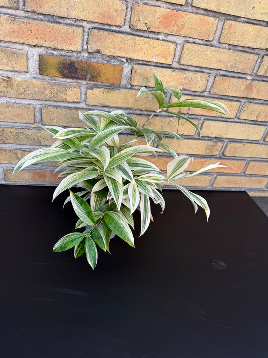 Dracena White Mike