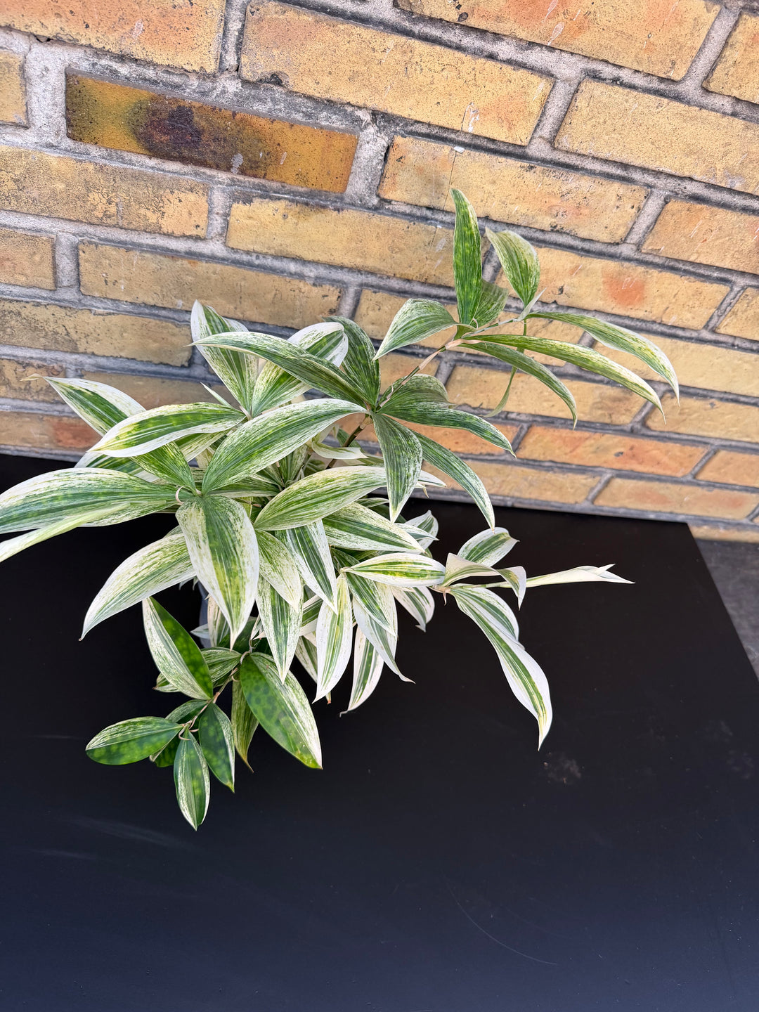 Dracena White Mike