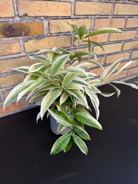 Dracena White Mike