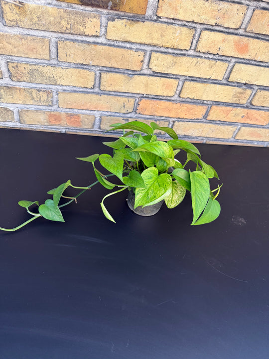 Epipremnum jessenia