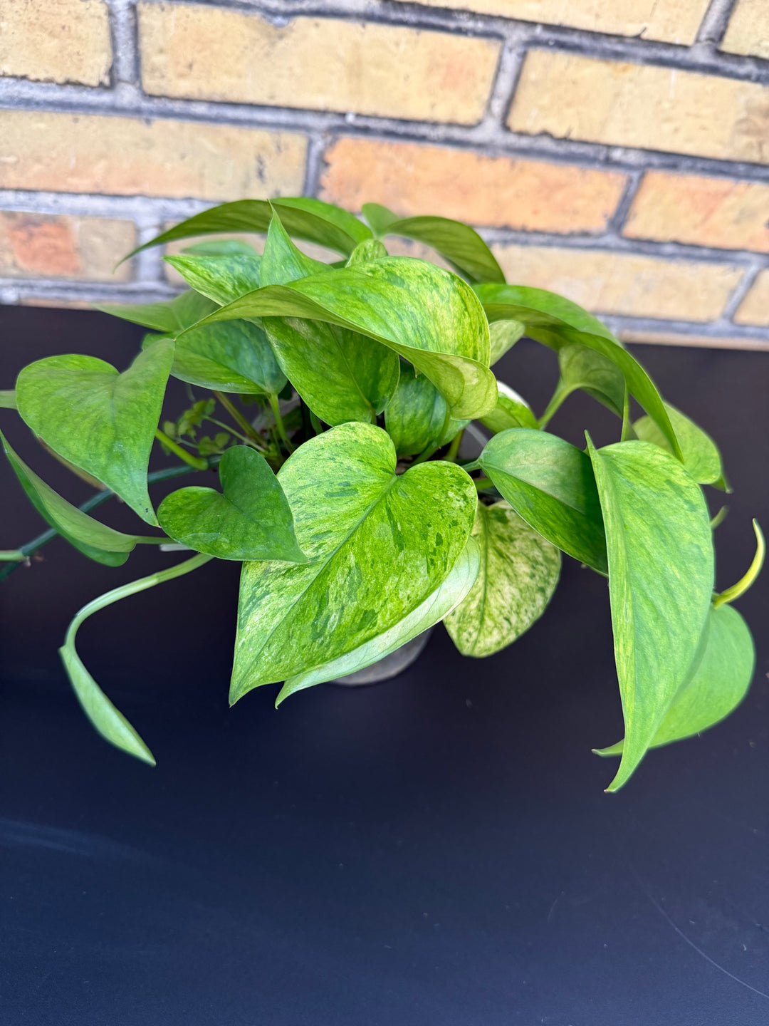 Epipremnum jessenia