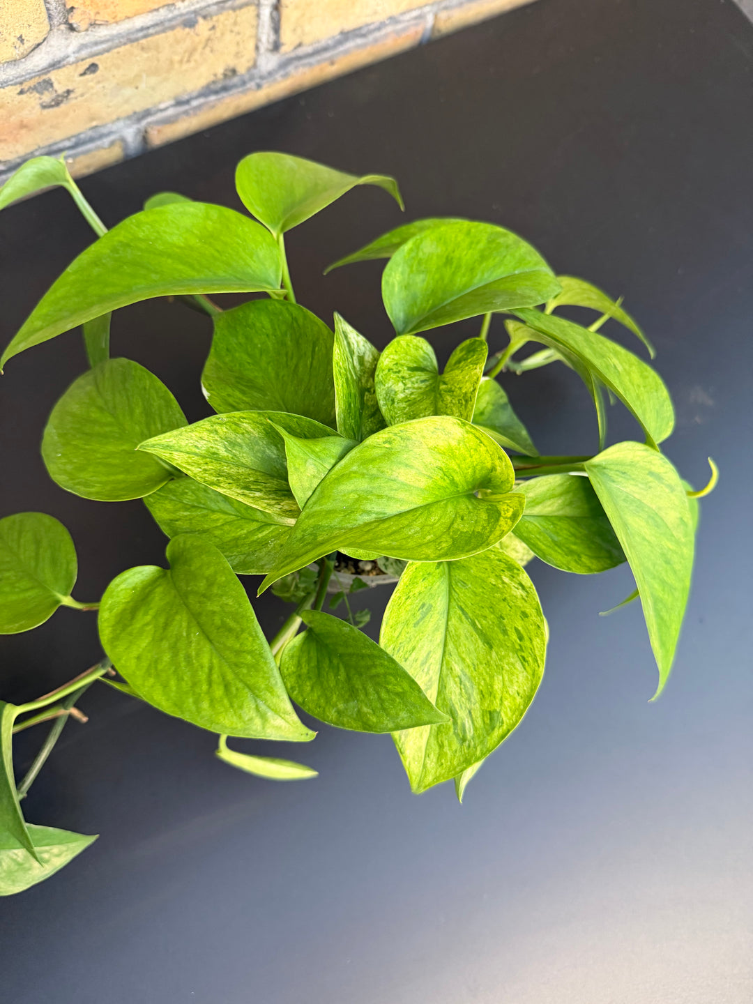 Epipremnum jessenia