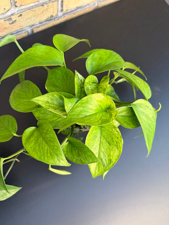 Epipremnum jessenia