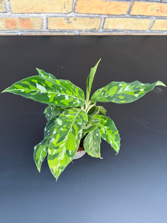 Agleonema pictum tricolor
