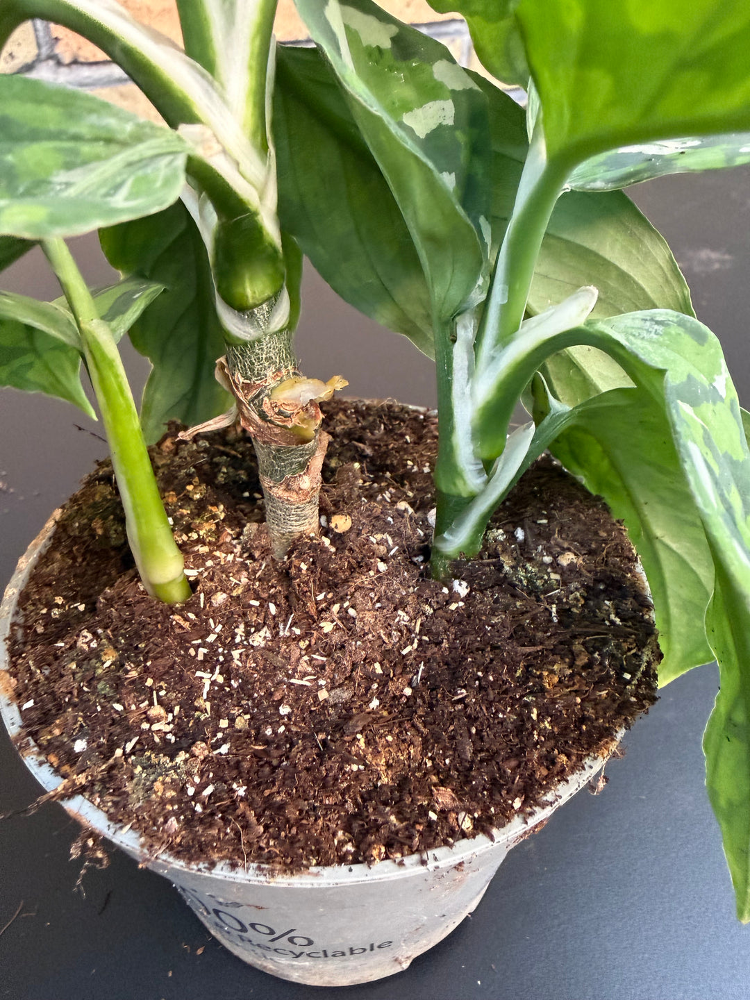 Agleonema pictum tricolor