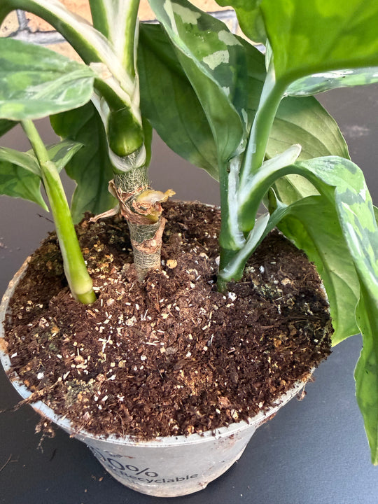 Agleonema pictum tricolor