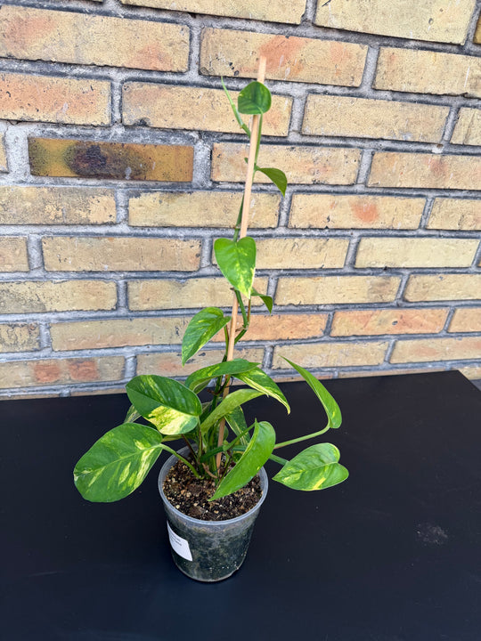 Epipremnum yellow flame