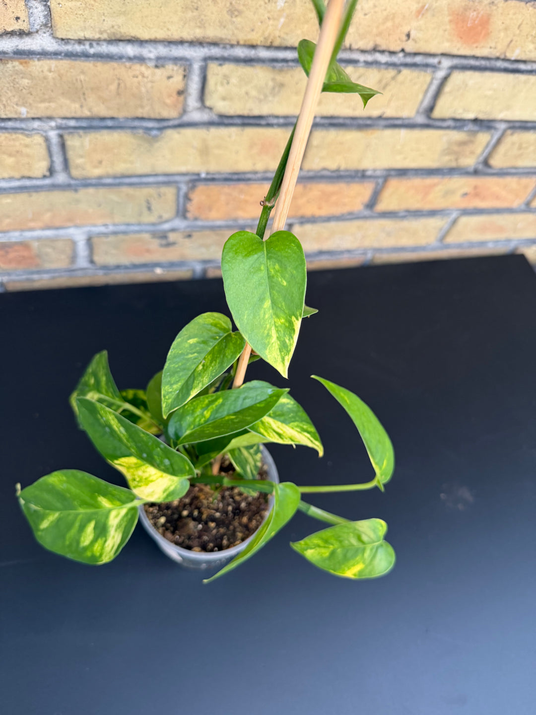Epipremnum yellow flame