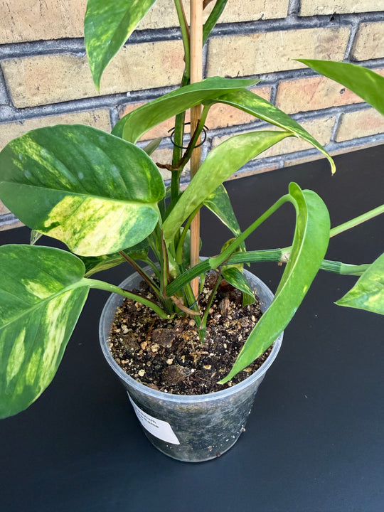 Epipremnum yellow flame