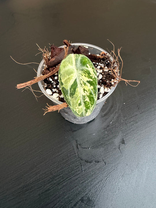 Alocasia Ninja albo