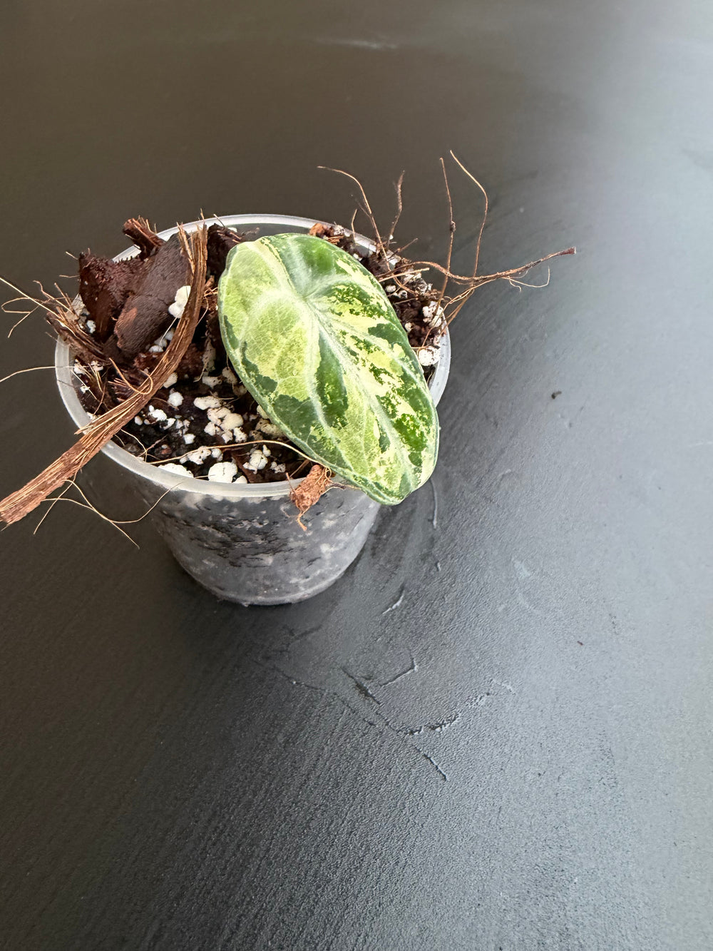 Alocasia Ninja albo