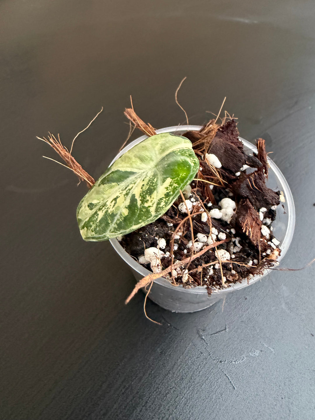 Alocasia Ninja albo