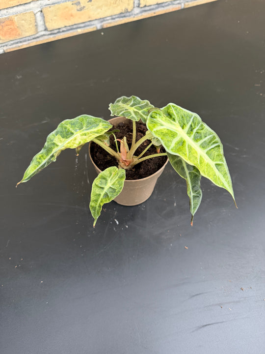 Alocasia Polly pink Aurea