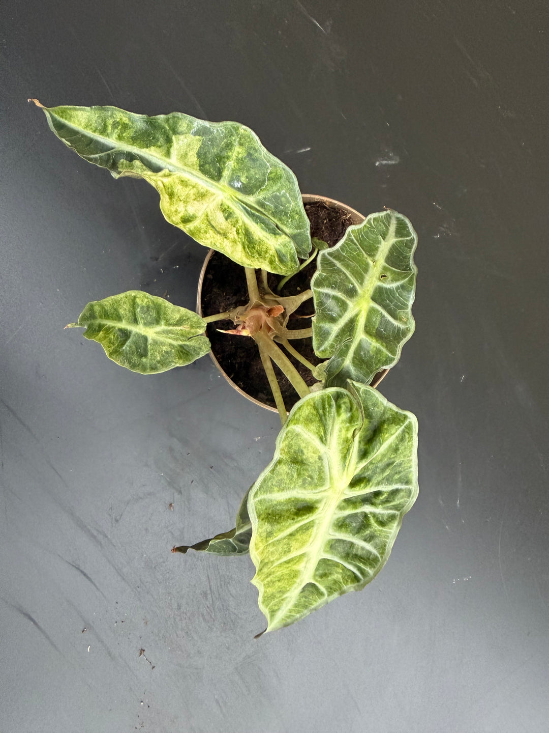 Alocasia Polly pink Aurea