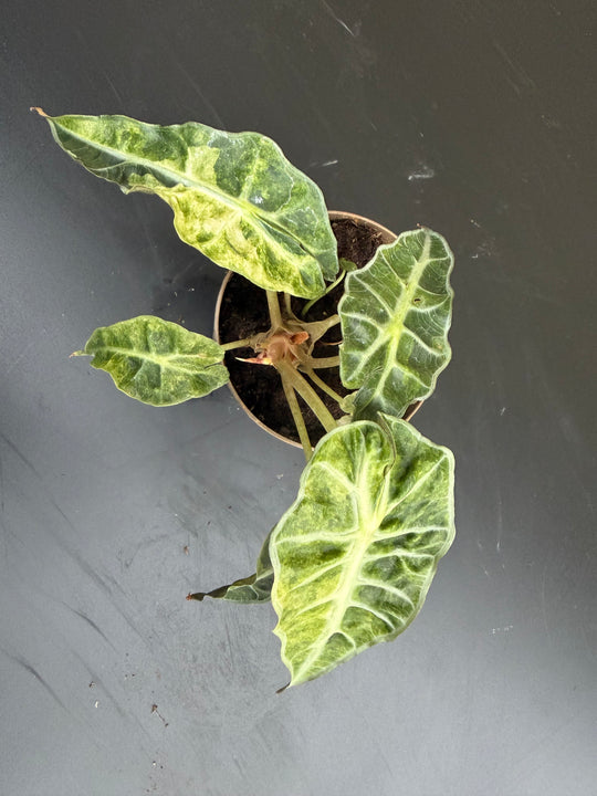 Alocasia Polly pink Aurea