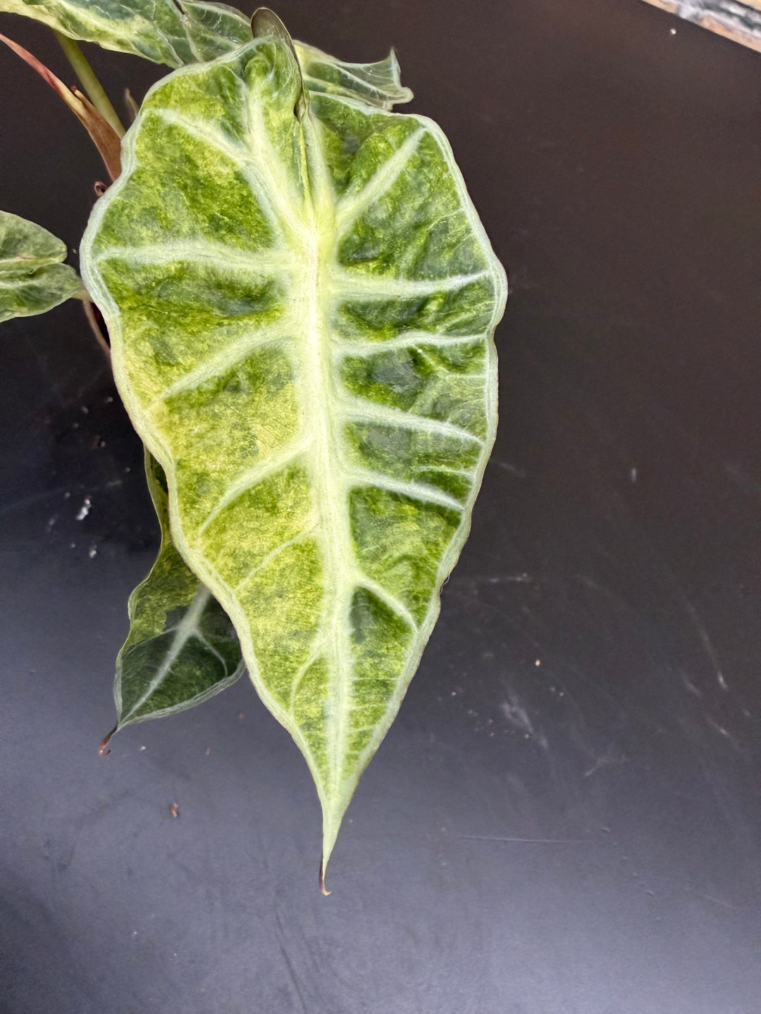 Alocasia Polly pink Aurea