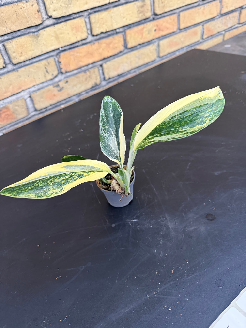 Monstera standleyana Varigata