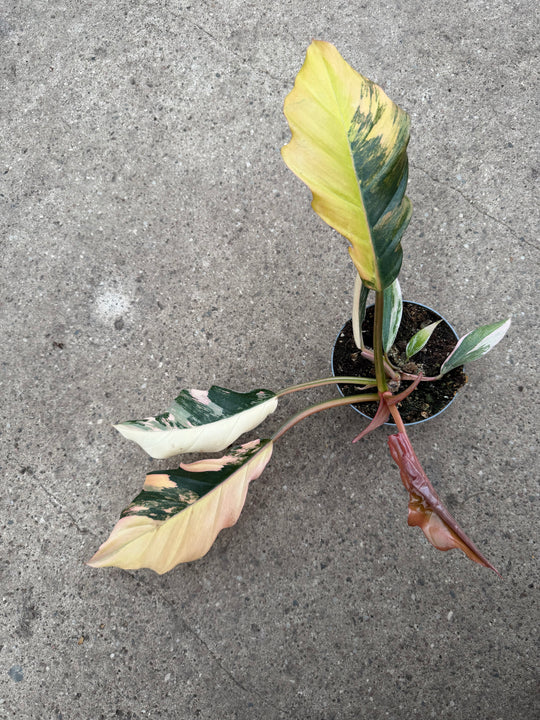 Philodendron caramel marble