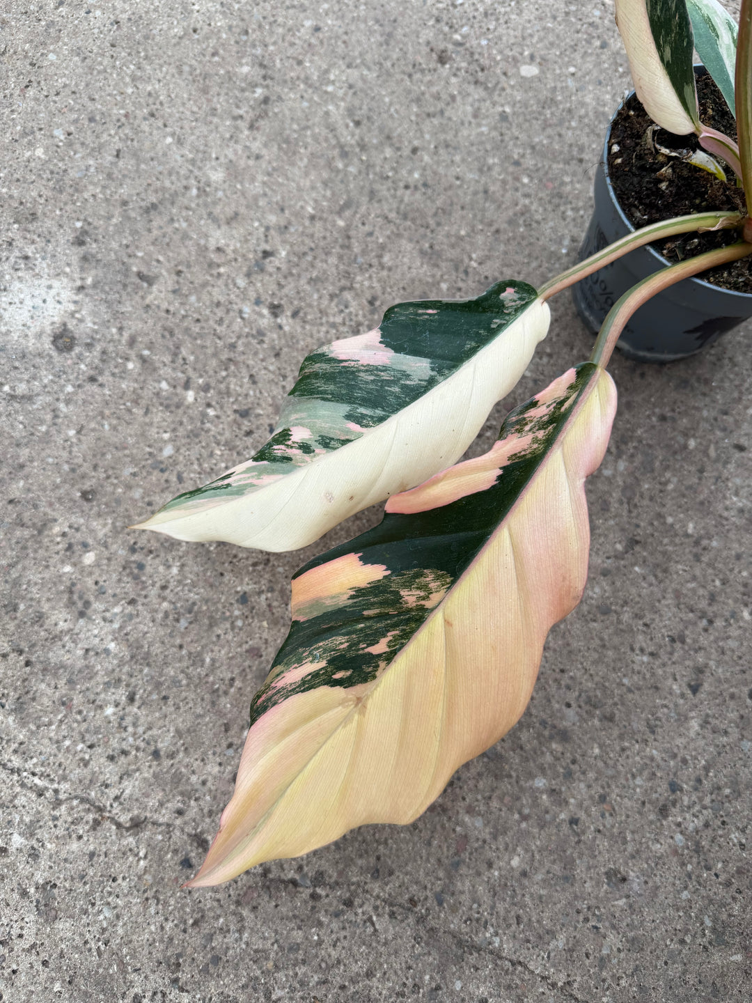Philodendron caramel marble